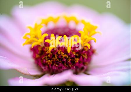 Nahaufnahme einer rosafarbenen gewöhnlichen Zinnienblüte. Selektiver Fokus verwendet. Stockfoto