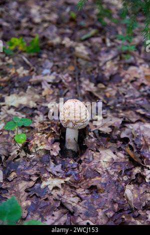 Essbare Pilze Amanita rubescens, auch bekannt als Erröten amanita. Wilde Pilze, die zwischen den herabfallenden Blättern im Herbstwald wachsen. Stockfoto