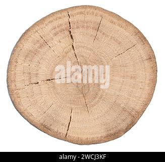 Holzschnittquerschnitt isoliert auf weißem Hintergrund Stockfoto