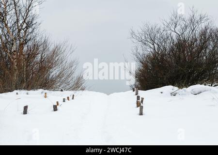 Winterpfad zwischen Büschen in den Dünen. Stockfoto