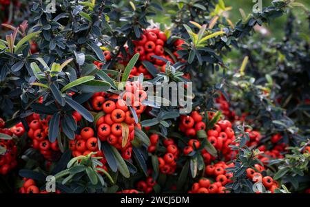 Pyracantha coccinea (Crataegus coccinea). Rote Beeren auf einem Zweig. Stockfoto