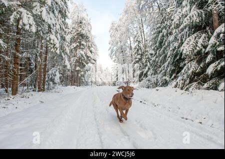 Senior Dog im Winter Stockfoto