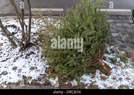 Augsburg, Bayern, Deutschland - 14. Januar 2024: Weihnachtsbaum am Straßenrand nach Weihnachten zur Entsorgung *** Weihnachtsbaum am Straßenrand nach Weihnachten zur Entsorgung Stockfoto