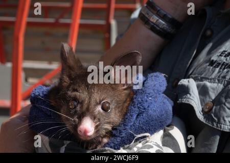 Mitarbeiter des East Coast Natureworld Sanctuary in Bicheno hält ein Baby Tasmanischer Teufel in einem Handtuch Stockfoto