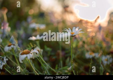 Feldkamillen Blumen Nahaufnahme. Schöne Naturszene mit blühenden medizinischen Kamillen am Sonnentag. Alternative Medizin Spring Daisy. Schön Stockfoto