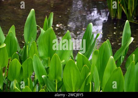 Die Blätter der Wasserpflanze „Pickerel Weed“ (Pontederia Cordata) werden in einem Teich bei RHS Garden Harlow Carr, Harrogate, Yorkshire, England, Vereinigtes Königreich angebaut Stockfoto