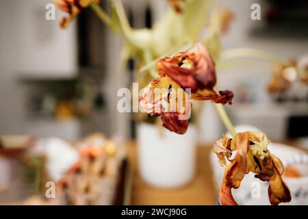 Ein detaillierter Blick auf getrocknete Tulpen, die anmutig in einer Vase angeordnet sind. Stockfoto