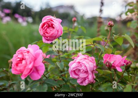 Rosa Mary blühte im Sommergarten. Ein Haufen nostalgischer Blüten wächst an der Blumengrenze. Austin-Auswahl. Englische Rosen. Nahaufnahme Stockfoto