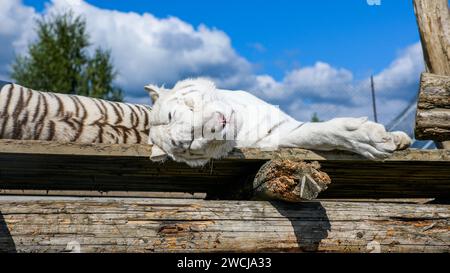 Ein weißer Tiger im Zoo, der auf einer Holzbank schläft. Stockfoto