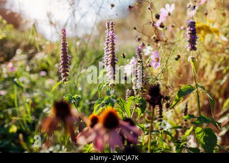 Agastache blüht von rosa Koneflumen Echinacea im Sommergarten bei Sonnenuntergang. Duftendes Kraut wächst auf dem Blumenbeet. Gartenarbeit. Anlagenkombinationen Stockfoto