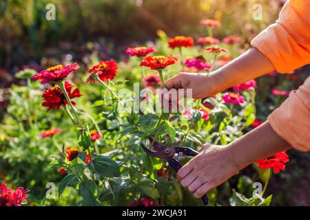 Gartenfrau pflückt bunte Zinnen im Sommergarten mit einem Gartenschere. Schnittblumen ernten. Nahaufnahme. Anbau von Jahrespflanzen Stockfoto