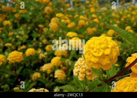 Große gelbe Lantana Camara „Sand Verbena“ Blumen, die in der Blumengrenze am Swimmingpool in einem Hotel, Alvor, Portugal, EU angebaut werden. Stockfoto
