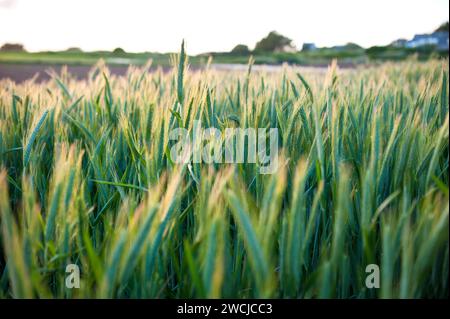 Gerstenkornfeld Stockfoto