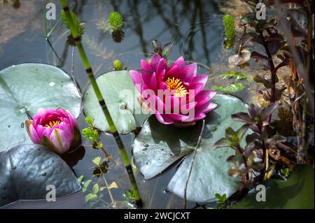 Rosa Wasserlilien auf einem Teich Stockfoto