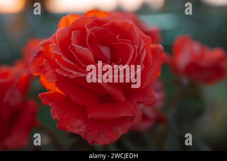 Nahaufnahme einer rosa Rose im Garten und im Sommer. Bei Sonnenuntergang oder Sonnenaufgang. Stockfoto