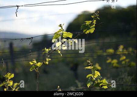 Frühling im Weinberg - junge Triebe einer Weinrebe am Abend im Hintergrund. Stockfoto