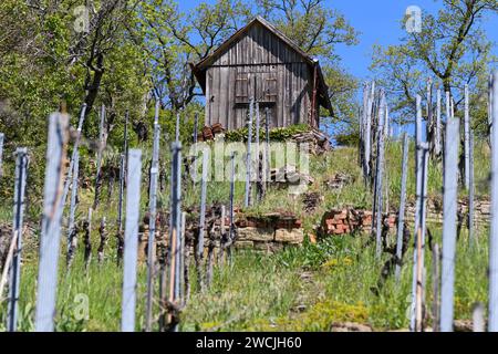 Alte Holzhütte auf einem alten Weinberg mit baufälligen Mauern im Frühjahr in Süddeutschland Stockfoto