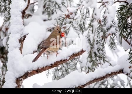 Weiblicher Kardinal im Norden thronte auf einem verschneiten Baumzweig nach starkem Schneefall an einem Wintertag im Januar in Iowa. Stockfoto