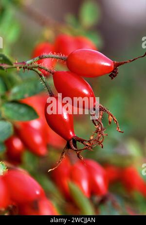 Dog Rose (Rosa canina) Beeren / Hüften fotografiert in der späten Nachmittagssonne, Berwickshire, Scottish Borders, Schottland, Oktober 2003 Stockfoto