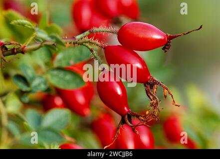 Dog Rose (Rosa canina) Beeren / Hüften fotografiert in der späten Nachmittagssonne, Berwickshire, Scottish Borders, Schottland, Oktober 2003 Stockfoto