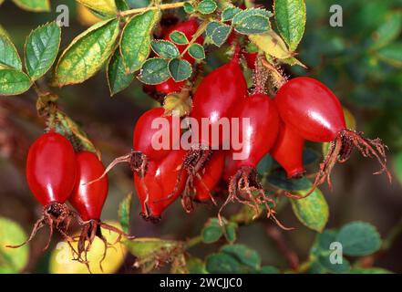 Dog Rose (Rosa canina) berries / hips photographed in late afternoon sunshine, Berwickshire, Scottish Borders, Scotland, October 2003 Stockfoto