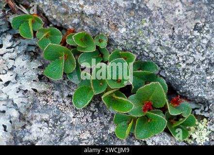 Zwerg / Least Willow (Salix herbacea) wächst zwischen dem Riss im Felsen, Isle of Rum NNR, Hebriden, Schottland, Juni 2004 Stockfoto