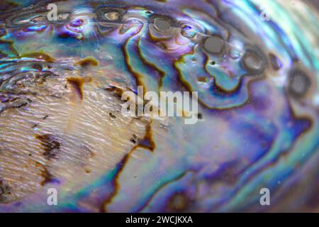 Haliotis Iris, Paua blackfoot. Nautische mehrfarbige lila-blaue irisierende Abalone-Muschelstruktur. Glänzende Regenbogenfarbe Mutter der Perlen Muschel. Stockfoto