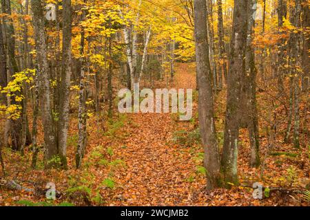 Barsch Lake Trail, Chequamegon-Nicolet National Forest, Wisconsin Stockfoto