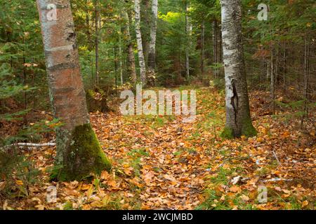 Barsch Lake Trail, Chequamegon-Nicolet National Forest, Wisconsin Stockfoto