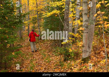 Barsch Lake Trail, Chequamegon-Nicolet National Forest, Wisconsin Stockfoto