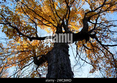 Wald Vordach entlang Barsch Lake Trail, Chequamegon-Nicolet National Forest, Wisconsin Stockfoto