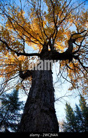 Wald Vordach entlang Barsch Lake Trail, Chequamegon-Nicolet National Forest, Wisconsin Stockfoto