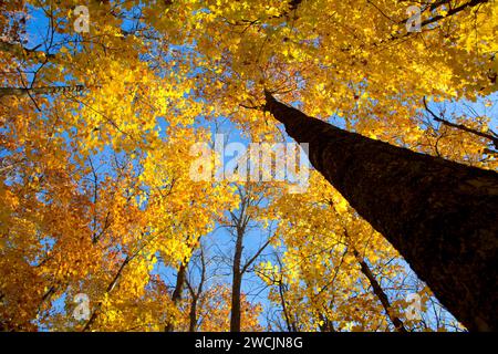 Wald Vordach entlang Barsch Lake Trail, Chequamegon-Nicolet National Forest, Wisconsin Stockfoto