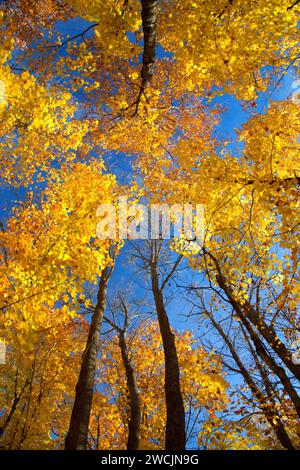 Wald Vordach entlang Barsch Lake Trail, Chequamegon-Nicolet National Forest, Wisconsin Stockfoto