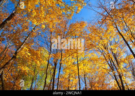 Wald Vordach entlang Barsch Lake Trail, Chequamegon-Nicolet National Forest, Wisconsin Stockfoto