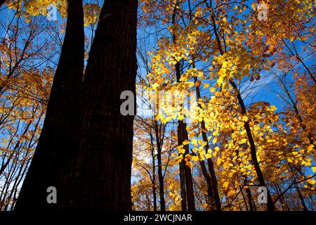 Wald Vordach entlang Barsch Lake Trail, Chequamegon-Nicolet National Forest, Wisconsin Stockfoto