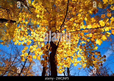 Wald Vordach entlang Barsch Lake Trail, Chequamegon-Nicolet National Forest, Wisconsin Stockfoto