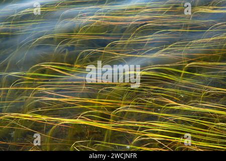 Gras in White Deer Lake, Chequamegon-Nicolet National Forest, Wisconsin Stockfoto