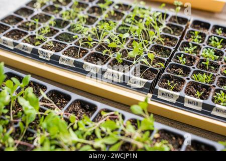 Sonnenblumenkeimlinge, die im Freien in Zuchtschalen sprießen Stockfoto