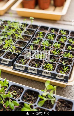 Färbeblumenkeimlinge, die in Zuchtschalen im Freien sprießen Stockfoto