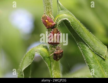Drei Hairy Shield-Käfer auf einem Pflanzenstamm Stockfoto