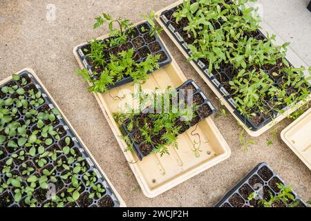 Färbeblumenkeimlinge, die in Zuchtschalen im Freien sprießen Stockfoto