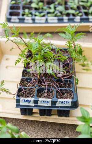 Färbeblumenkeimlinge, die in Zuchtschalen im Freien sprießen Stockfoto