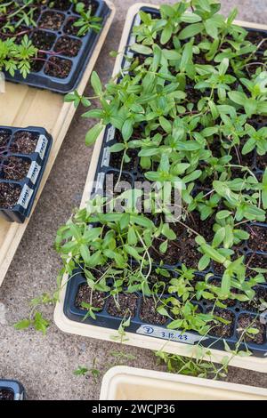 Färbeblumenkeimlinge, die in Zuchtschalen im Freien sprießen Stockfoto