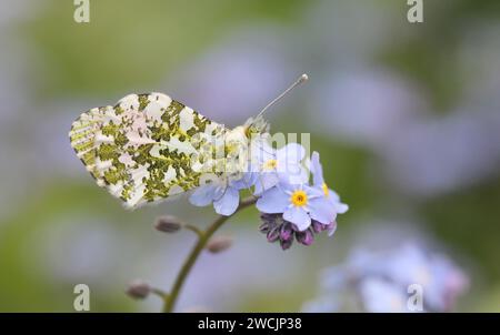 Der Orange Tip Butterfly ruht auf den Forget Me Not Flowers Stockfoto