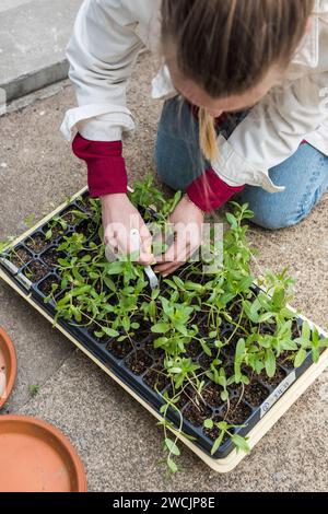 Frau, die Farbblumenkeimlinge pflanzt, die in einem Tablett gewachsen sind Stockfoto