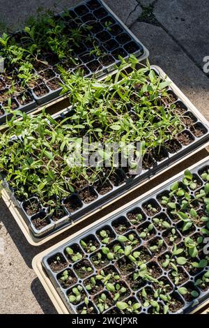 Färbeblumenkeimlinge, die in Zuchtschalen im Freien sprießen Stockfoto