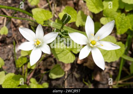 Zwei Blüten von Ornithogalum umbellatum, dem Gartenstern von Bethlehem, Graslilie, Mittagsschlaf oder Elf-Uhr-Dame Stockfoto