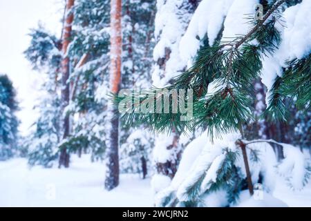 Kiefernzweige, die im Winterwald mit Schnee bedeckt sind. Weihnachtshintergrund Stockfoto