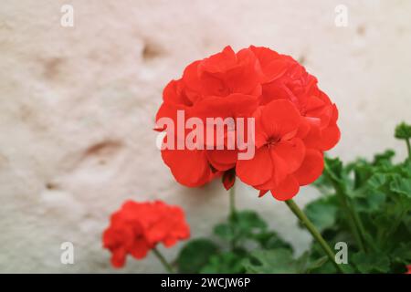 Nahaufnahme der lebendigen roten Geranium (Pelargonium), die auf der weißen rauen Steinmauer im Santa Catalina Kloster, Arequipa, Peru, Südamerika blüht Stockfoto